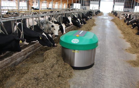 eating-cows-in-stable